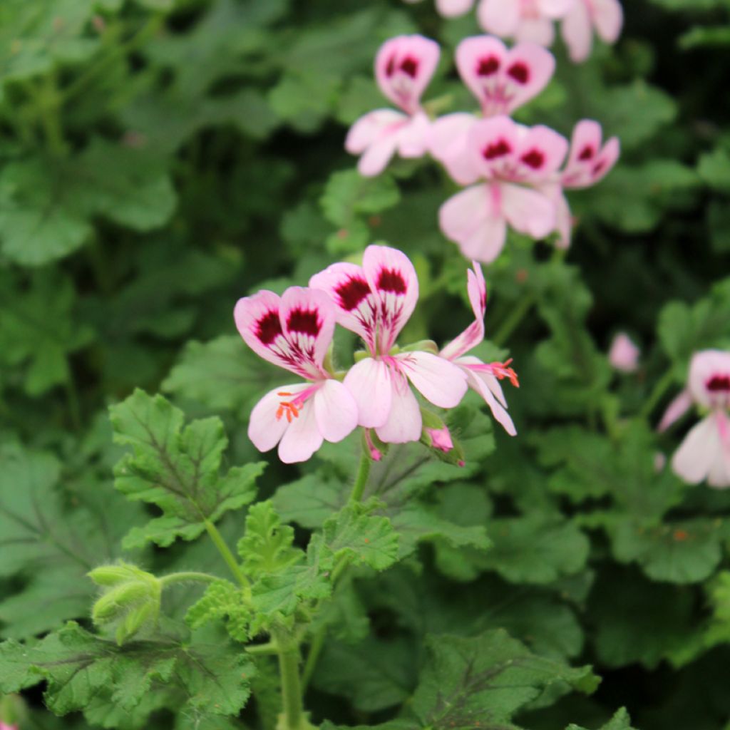 Duftende Pelargonie - Pelargonium quercifolium