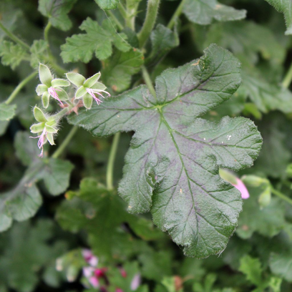 Duftende Pelargonie - Pelargonium quercifolium