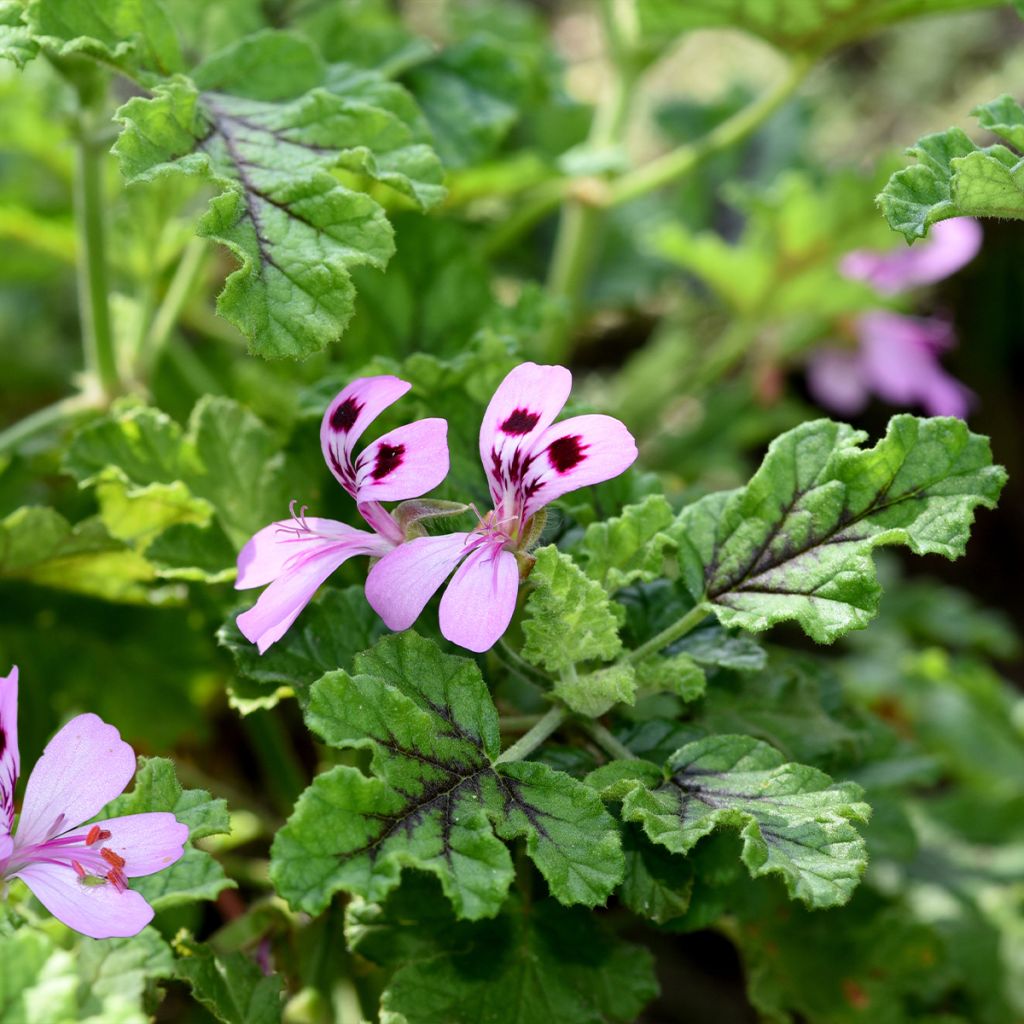 Duftende Pelargonie Royal Oak - Pelargonium quercifolium