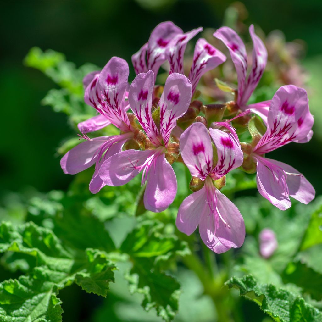 Duftende Pelargonie - Pelargonium quercifolium