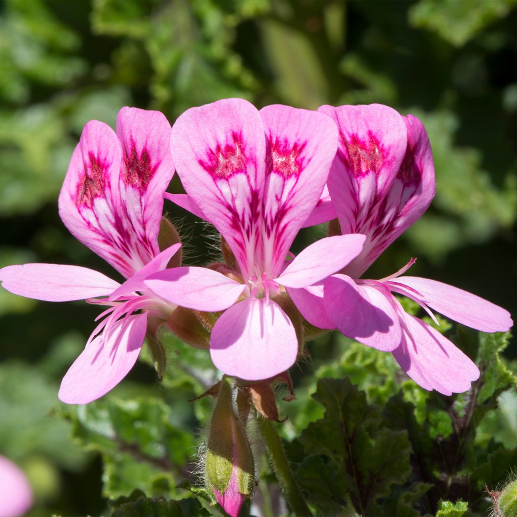 Duftende Pelargonie - Pelargonium quercifolium