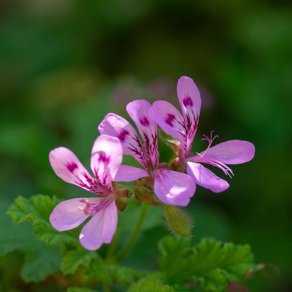 Duftende Pelargonie - Pelargonium quercifolium