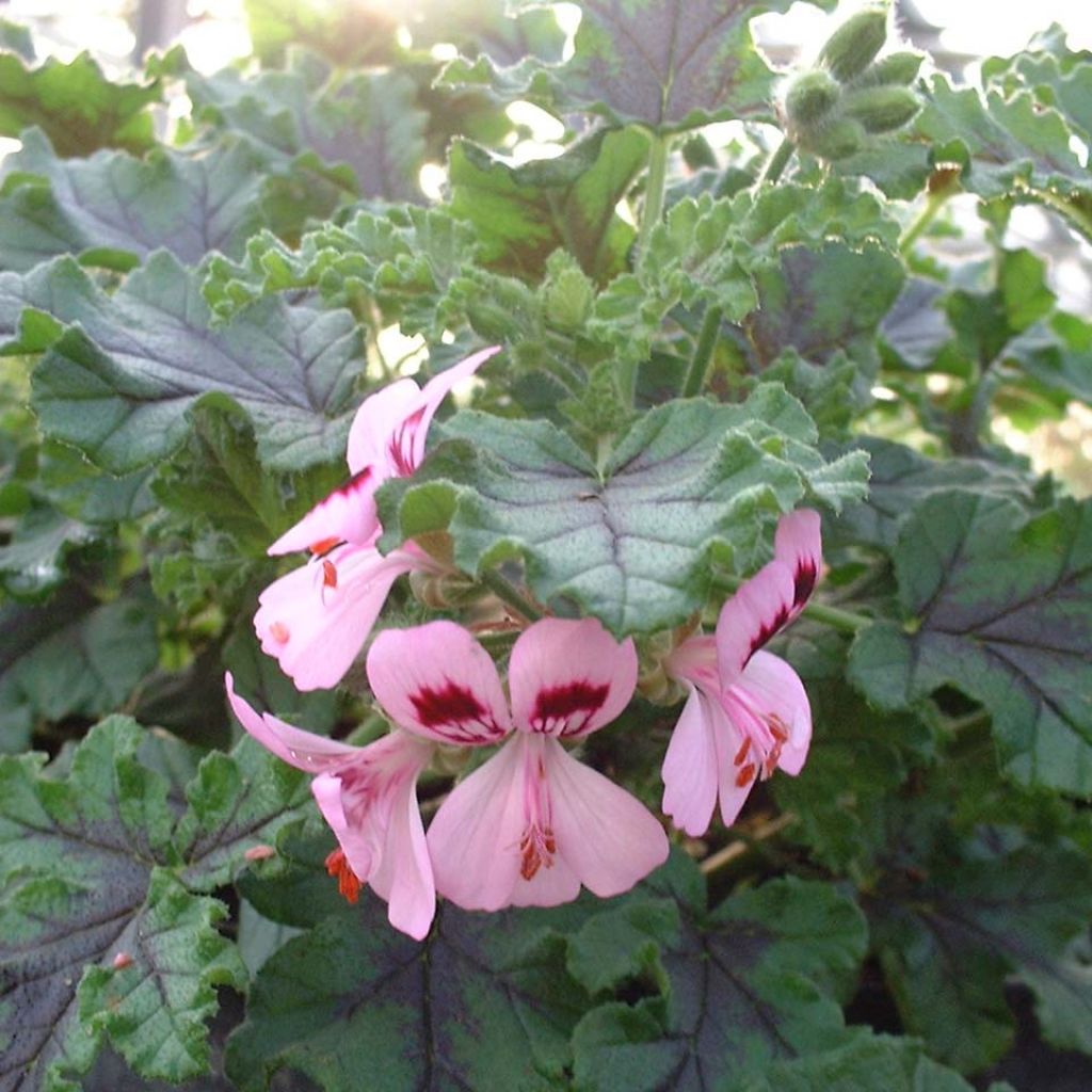 Pelargonium odorant quercifolium Royal Oak - Géranium au parfum balsamique