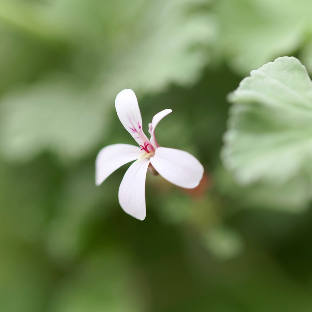 Pelargonium odoratissimum - Géranium botanique parfum pomme