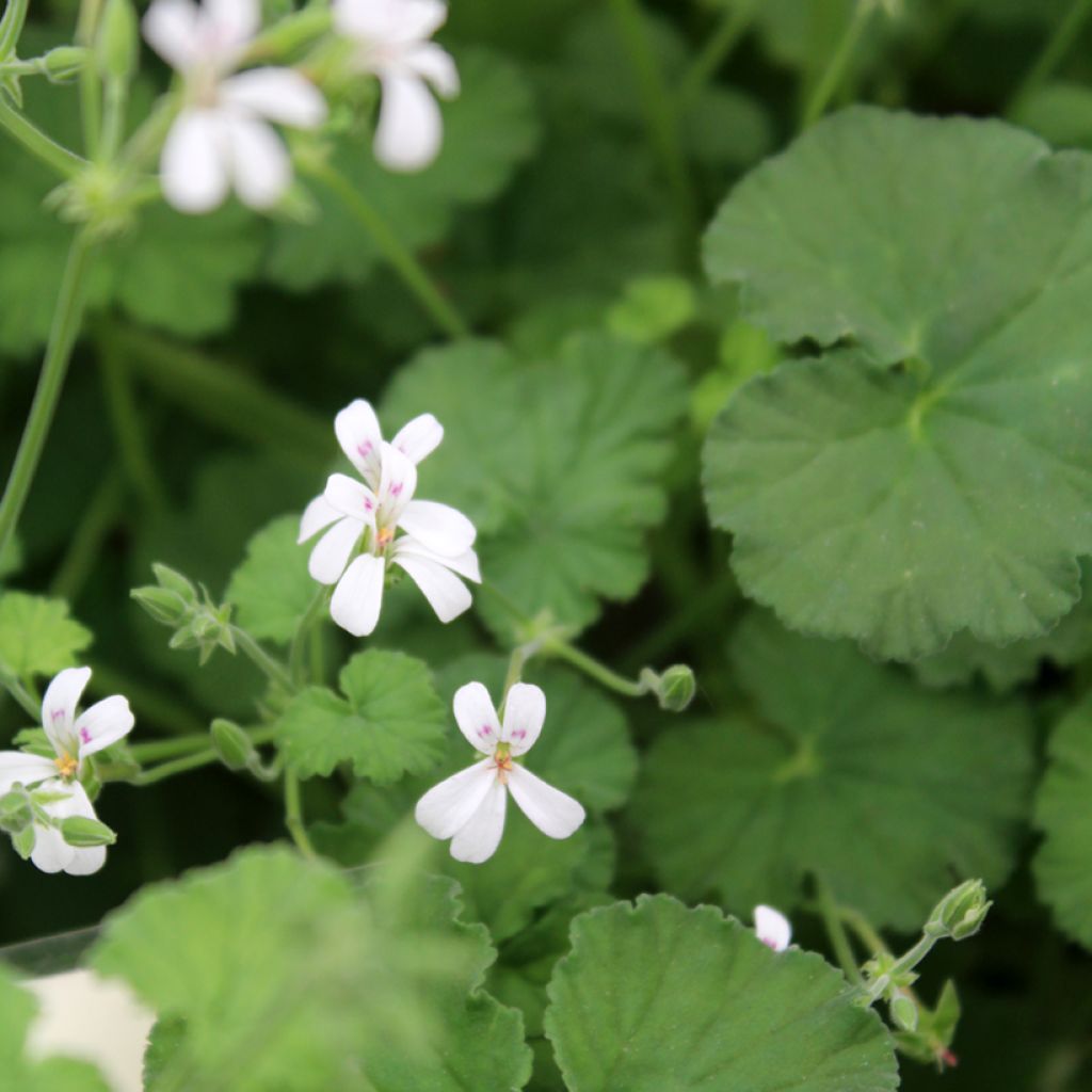 Pelargonium odoratissimum