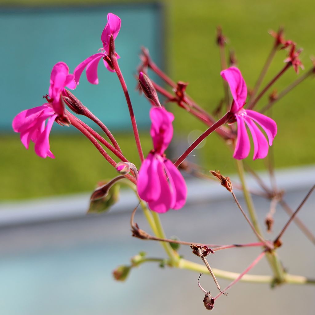 Pelargonium reniforme