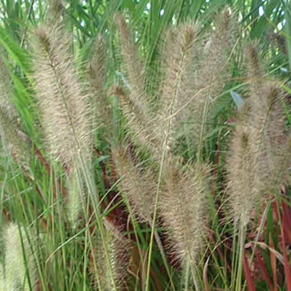 Lampenputzergras Hameln - Pennisetum alopecuroïdes