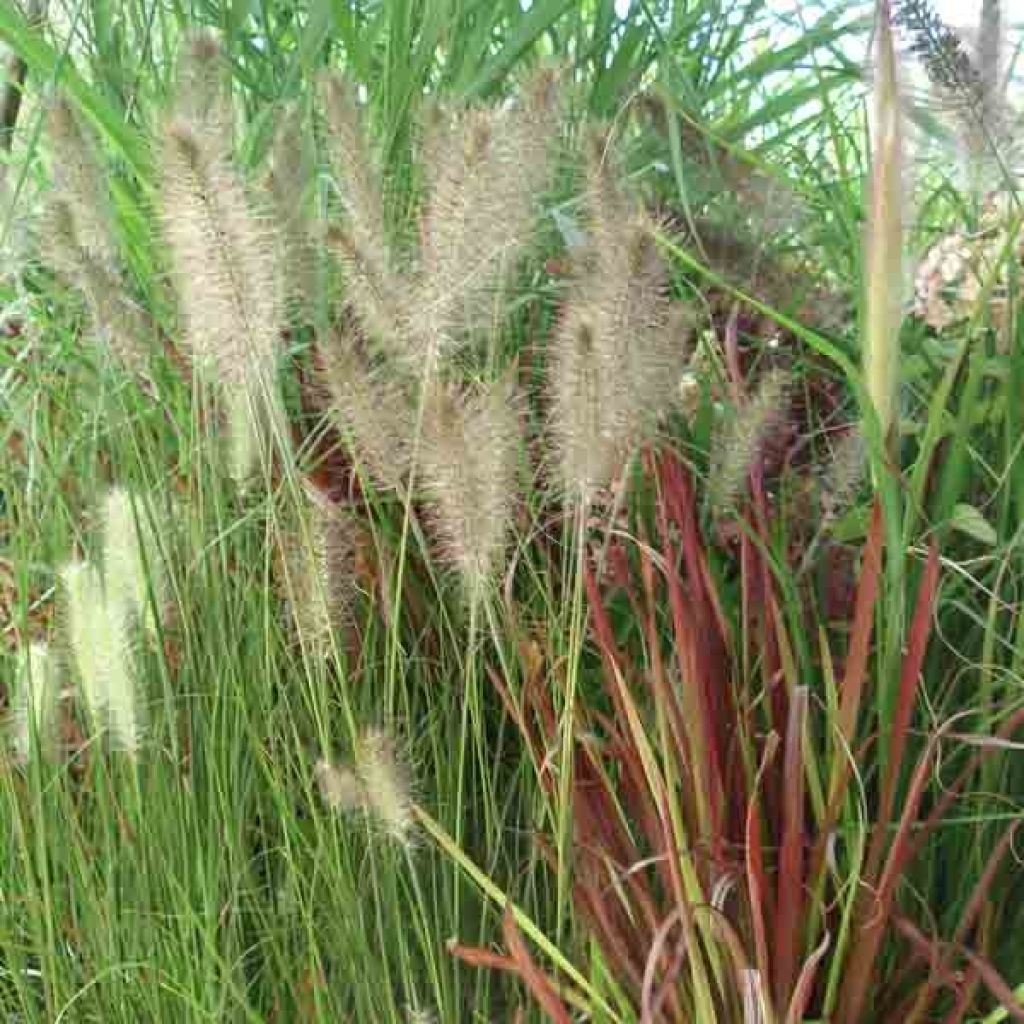 Lampenputzergras Hameln - Pennisetum alopecuroïdes