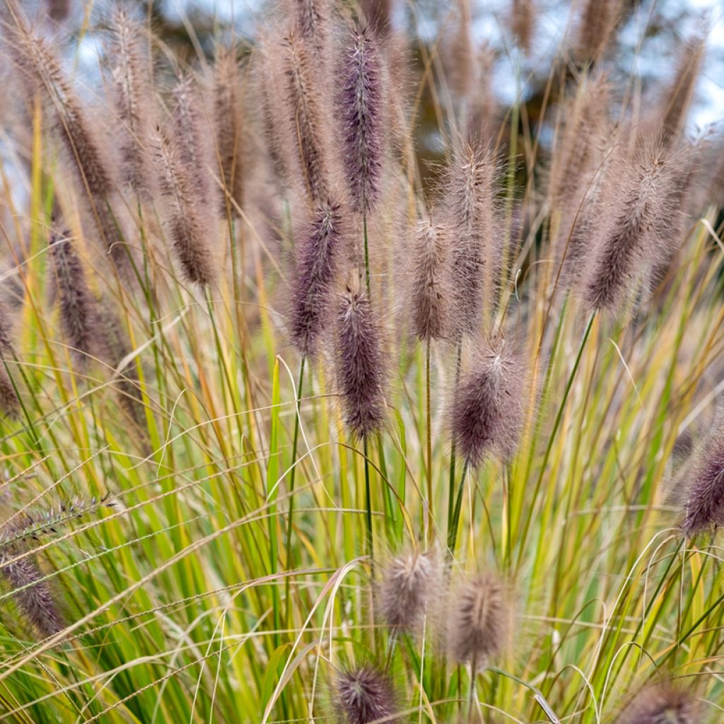 Lampenputzergras Black Beauty - Pennisetum alopecuroïdes