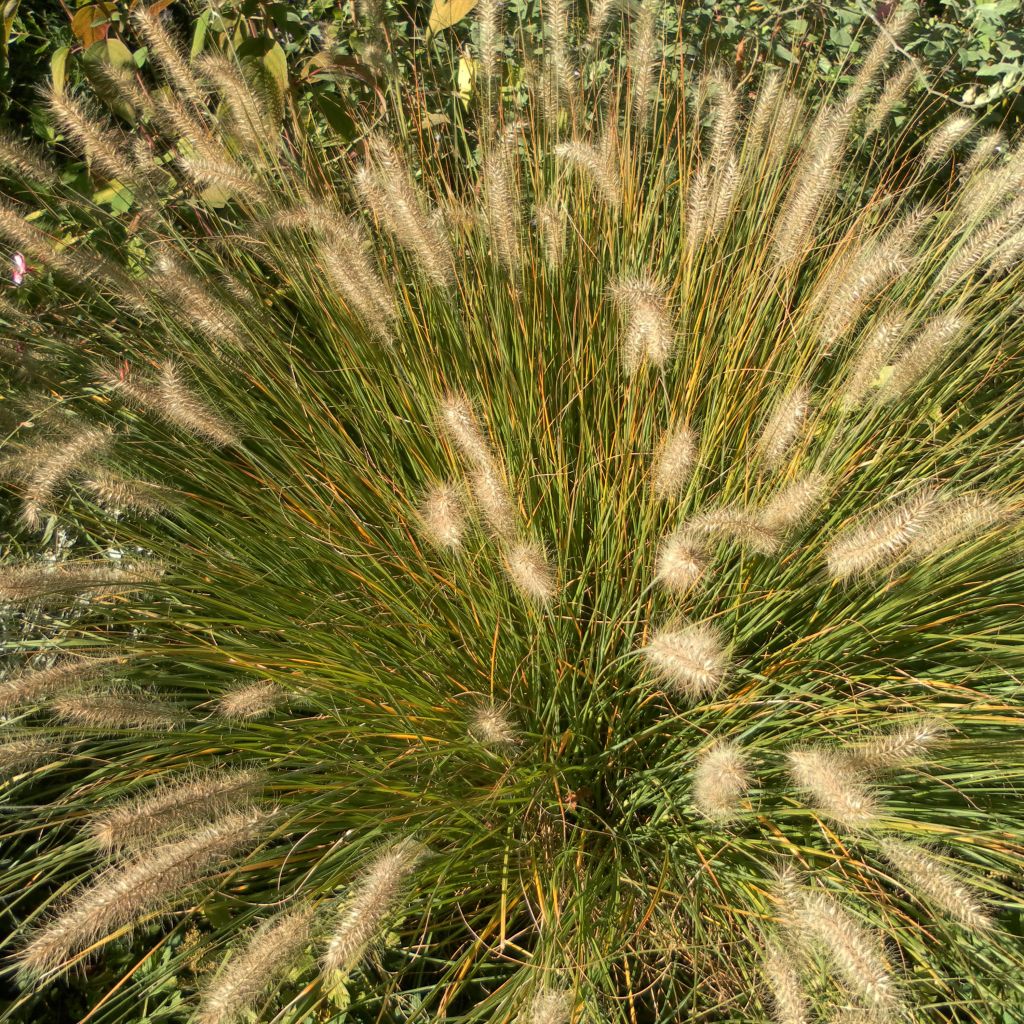 Lampenputzergras Hameln - Pennisetum alopecuroïdes