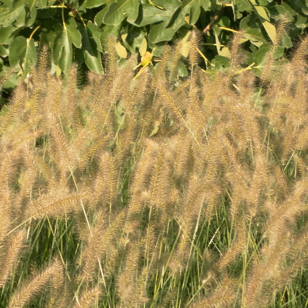 Lampenputzergras Hameln - Pennisetum alopecuroïdes