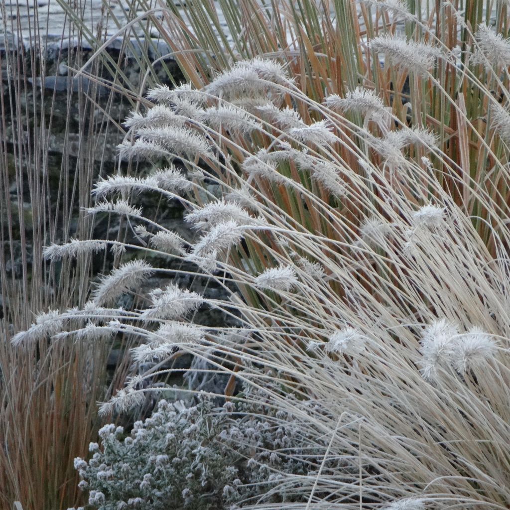 Lampenputzergras Hameln - Pennisetum alopecuroïdes