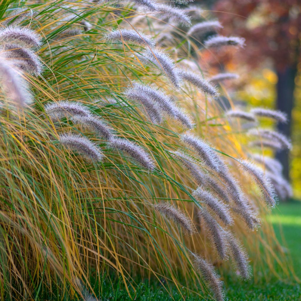 Lampenputzergras Hameln - Pennisetum alopecuroïdes