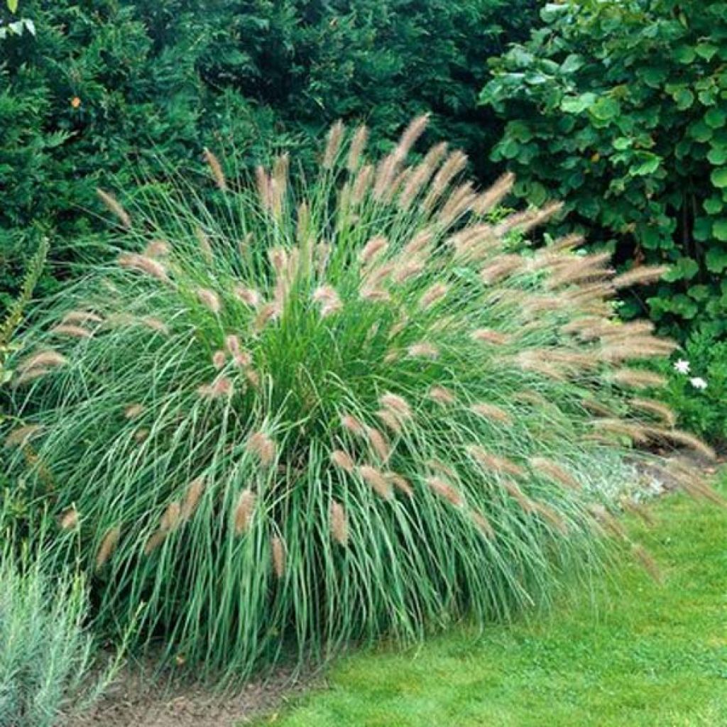 Lampenputzergras Herbstzauber - Pennisetum alopecuroïdes