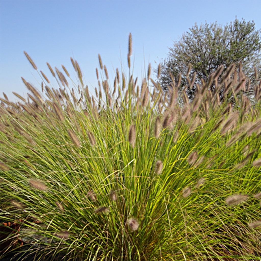 Pennisetum alopecuroides Magic - Herbe aux écouvillons 