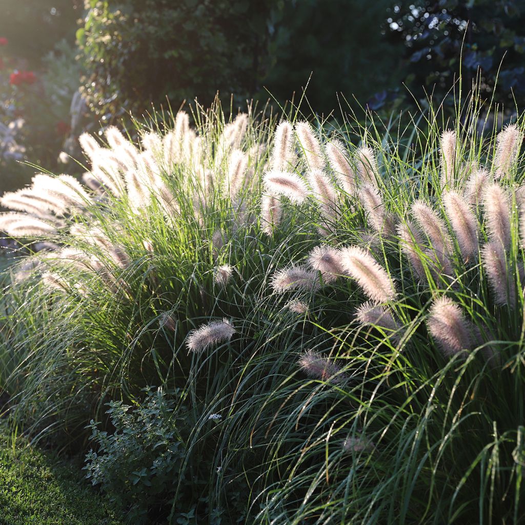 Lampenputzergras Piglet - Pennisetum alopecuroïdes