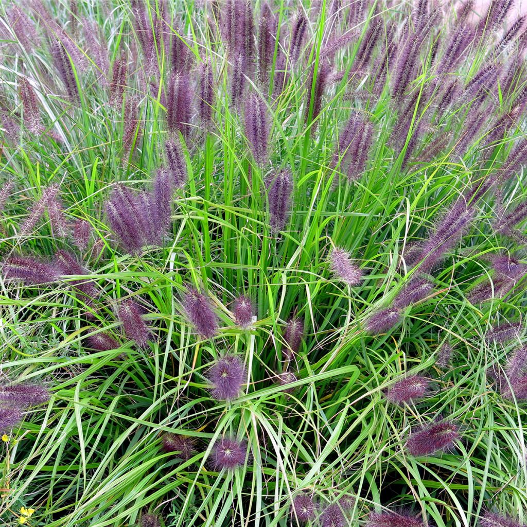 Lampenputzergras Red Head - Pennisetum alopecuroïdes