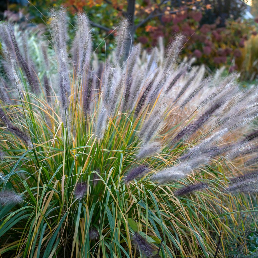 Lampenputzergras Red Head - Pennisetum alopecuroïdes