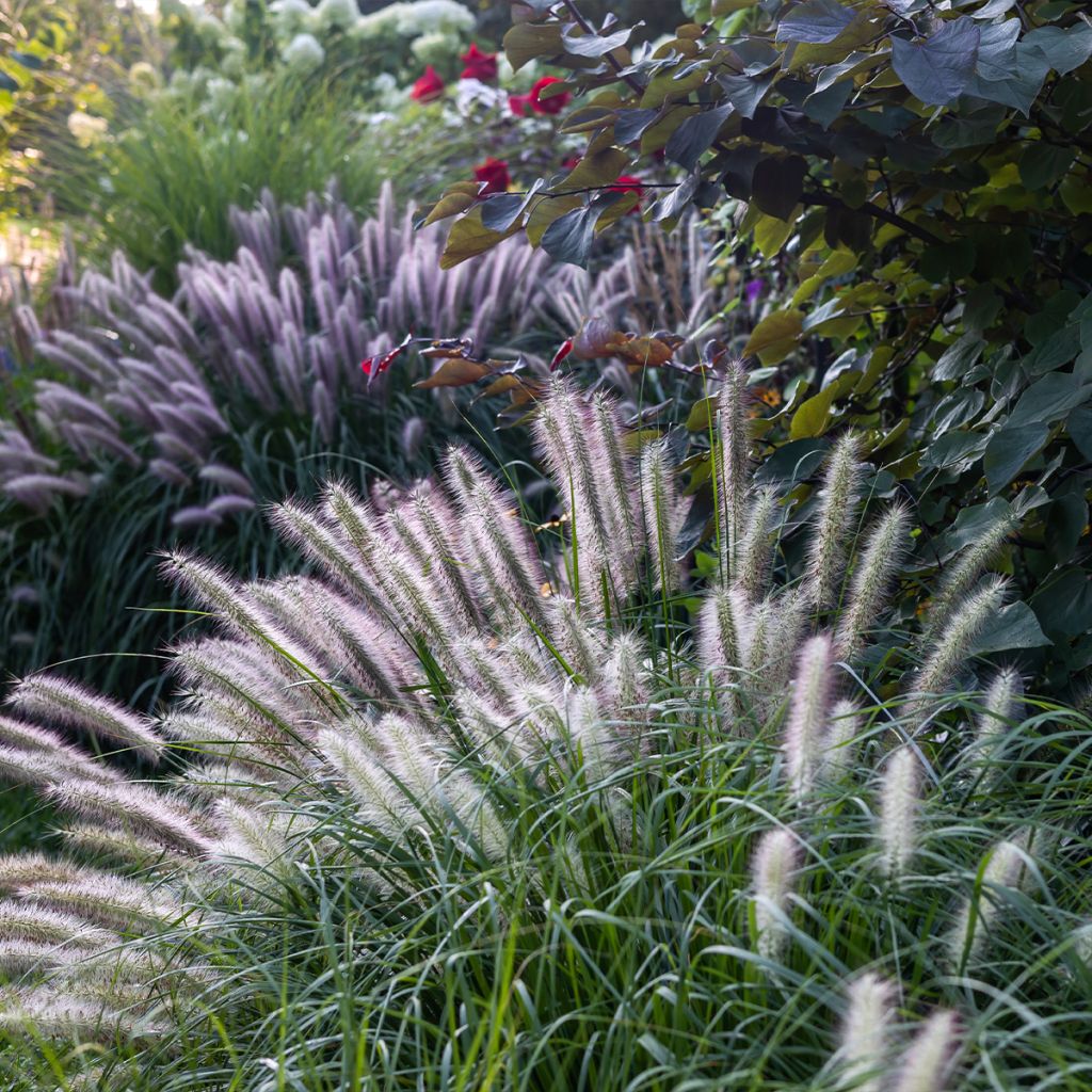 Lampenputzergras Red Head - Pennisetum alopecuroïdes