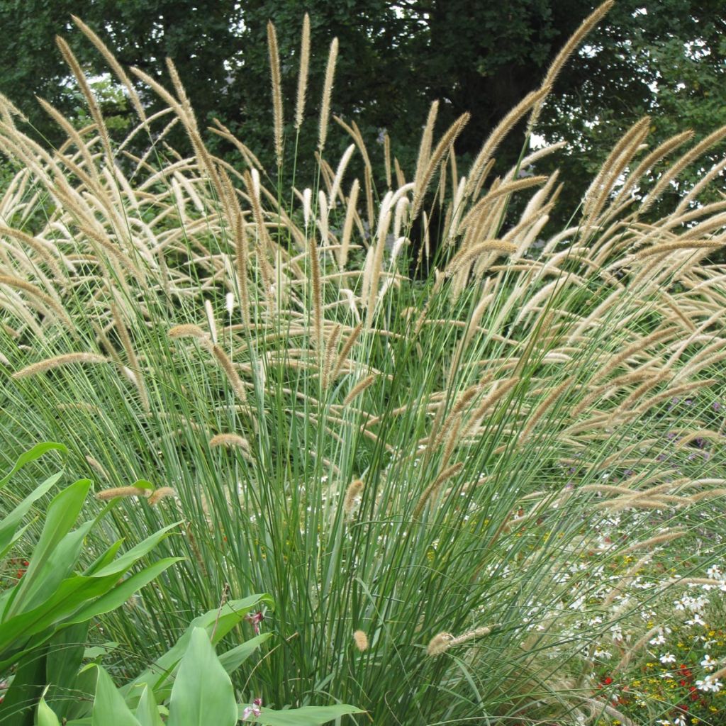 Afrikanisches Lampenputzergras - Pennisetum macrourum