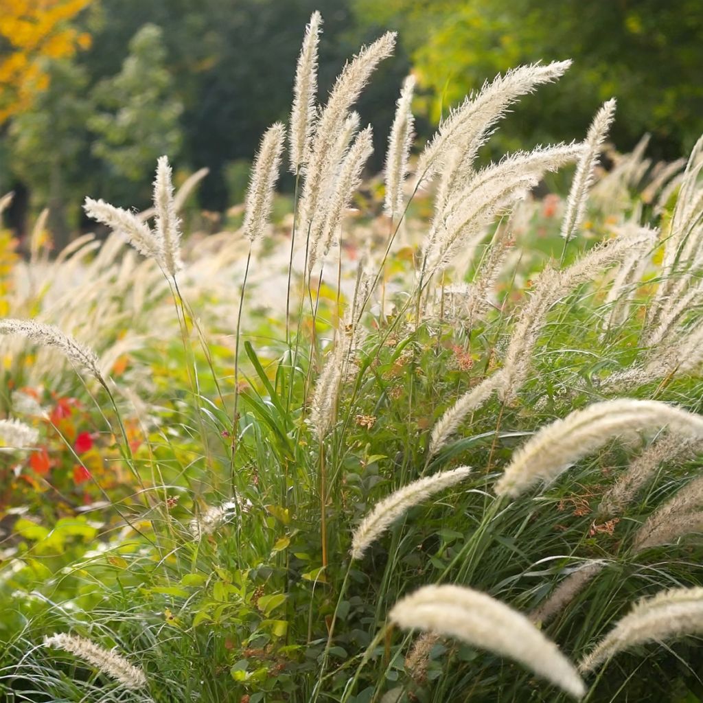 Afrikanisches Lampenputzergras White Lancer - Pennisetum macrourum