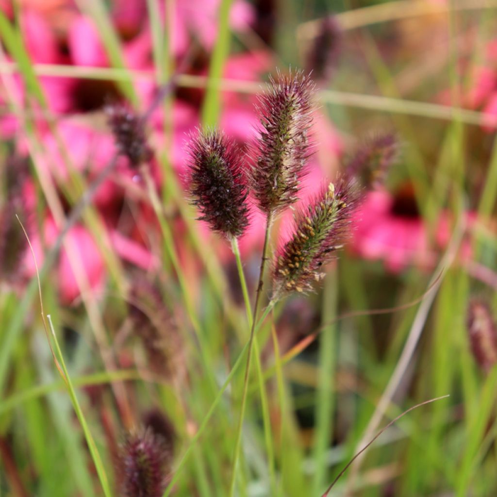 Lampenputzergras Red Button - Pennisetum massaicum