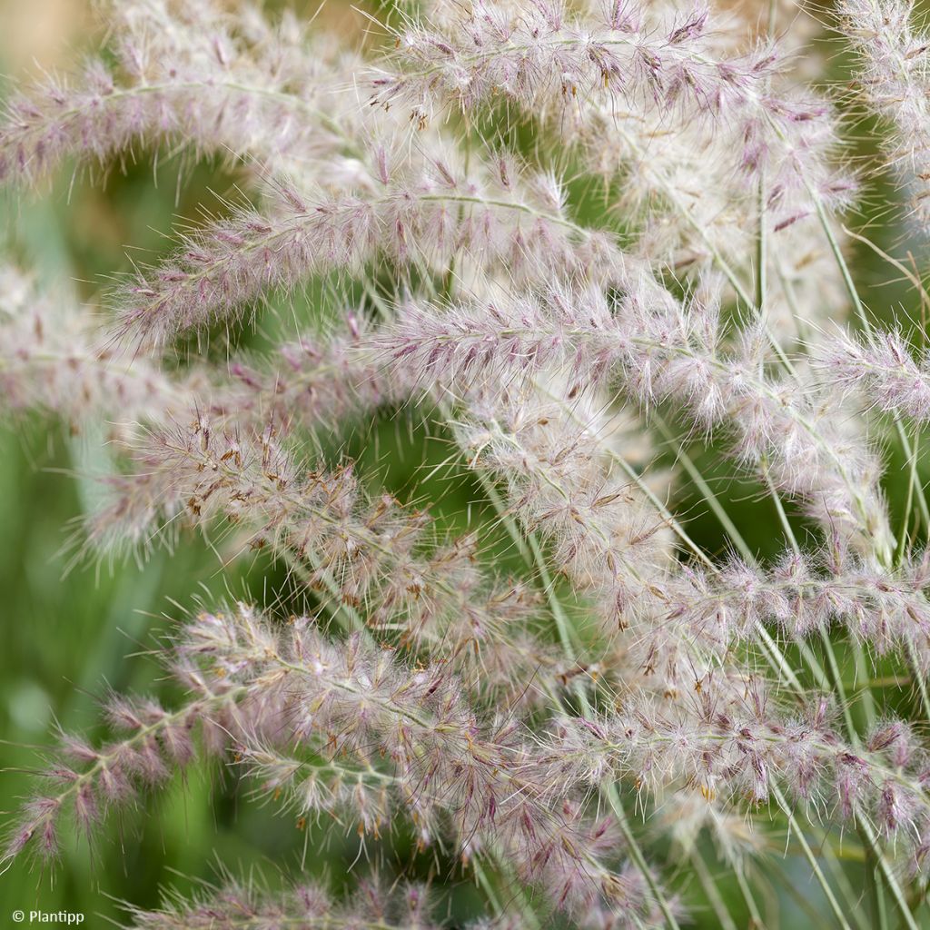 Orientalisches Lampenputzergras JS Dance With Me - Pennisetum orientale