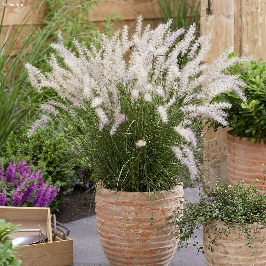 Orientalisches Lampenputzergras JS Dance With Me - Pennisetum orientale