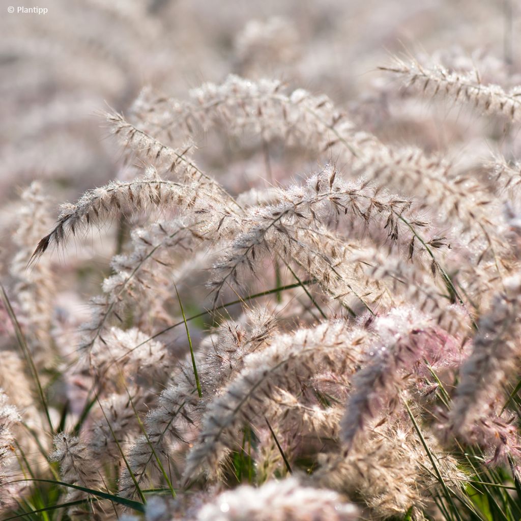 Orientalisches Lampenputzergras JS Dance With Me - Pennisetum orientale