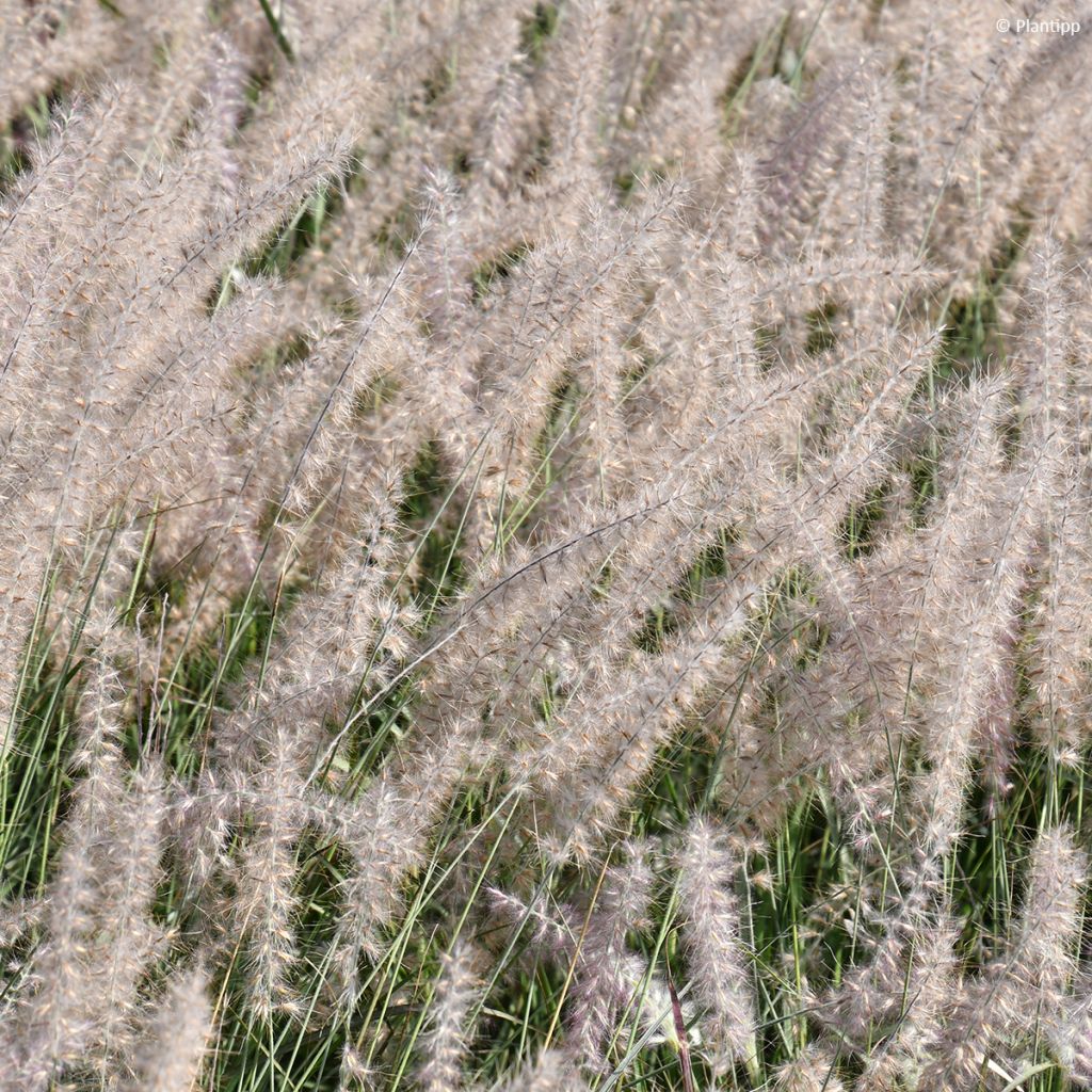 Orientalisches Lampenputzergras JS Dance With Me - Pennisetum orientale