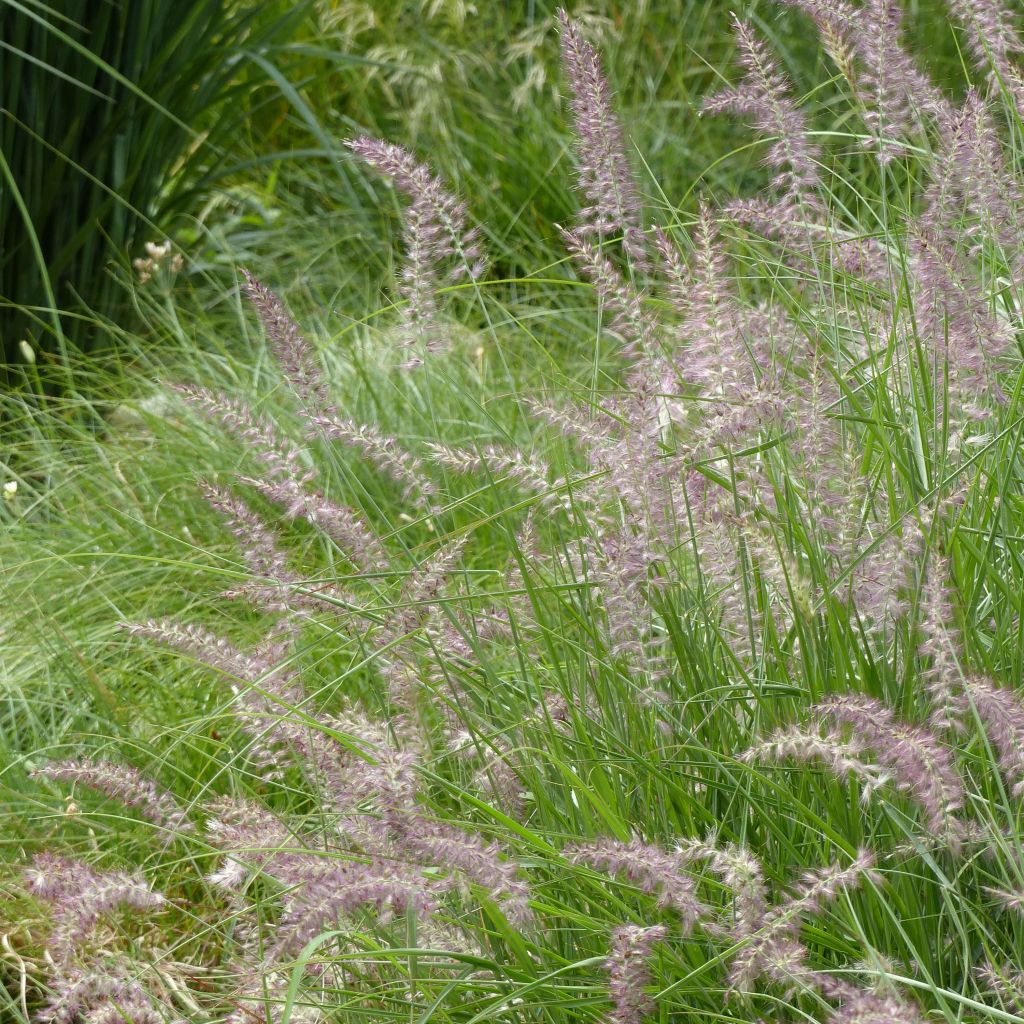 Pennisetum orientale Karley Rose - Herbe aux écouvillons roses