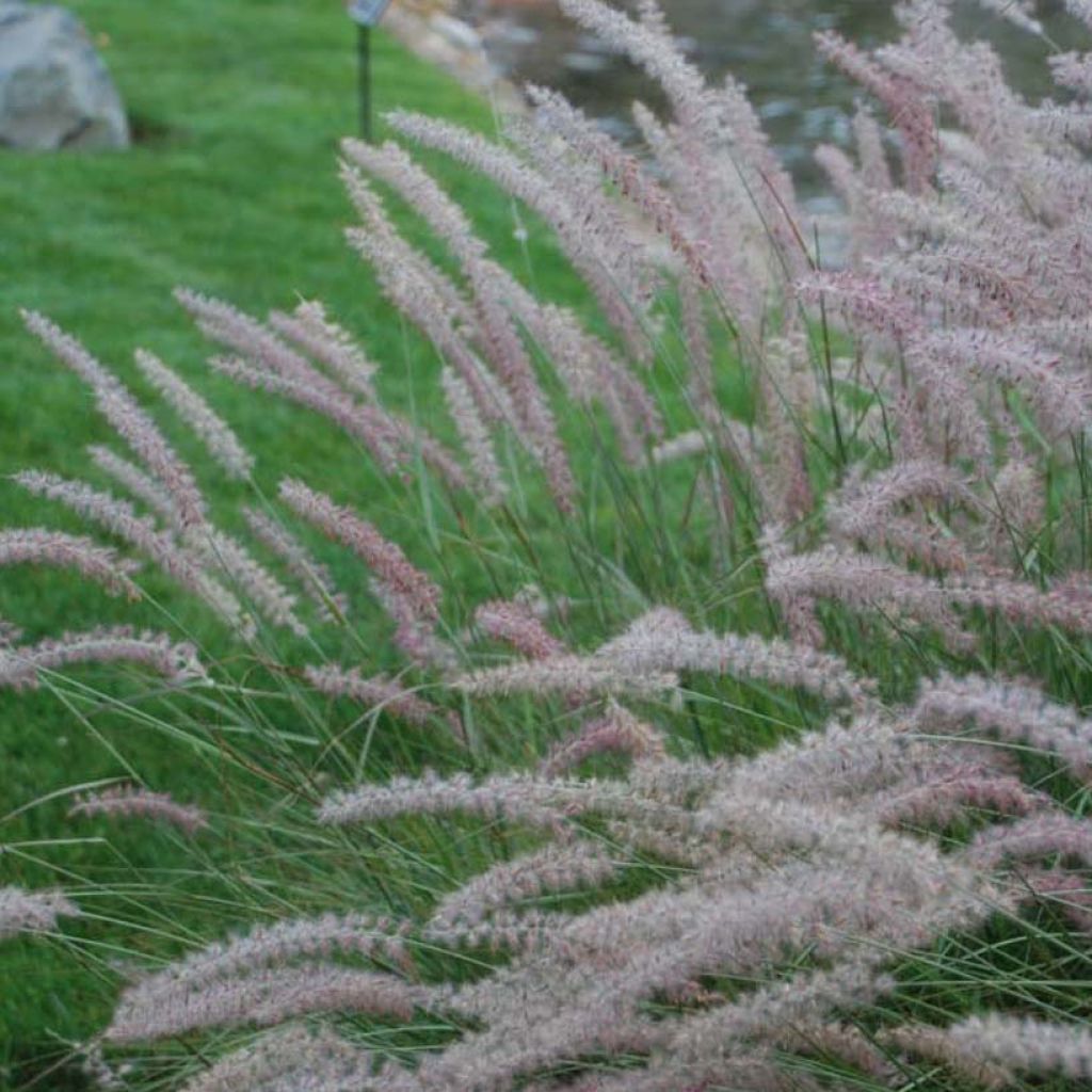 Pennisetum orientale Shogun - Herbe aux écouvillons roses