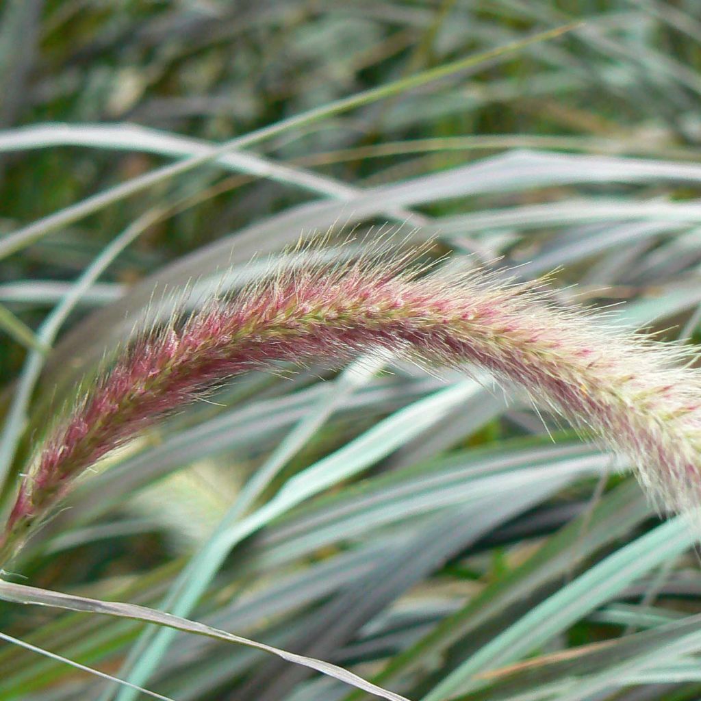 Pennisetum setaceum - Herbe aux écouvillons