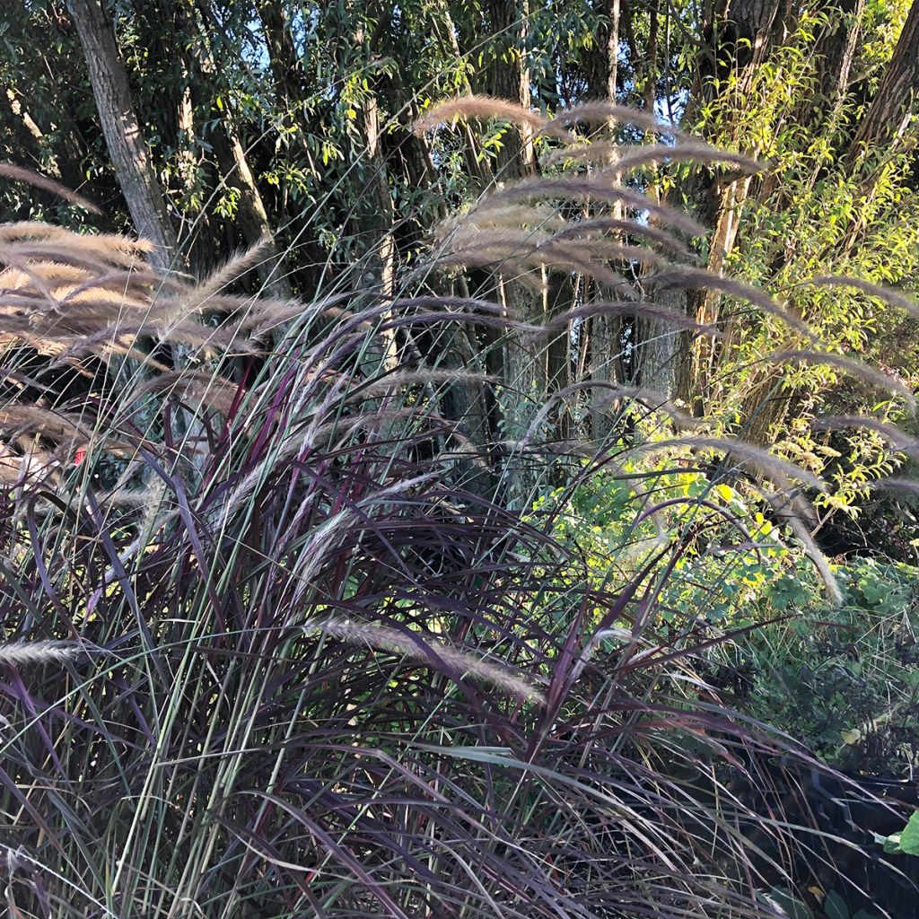 Federborstengras Firework - Pennisetum setaceum