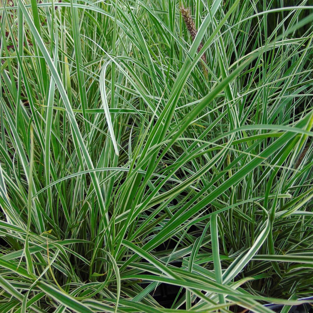 Pennisetum setaceum Skyrocket - Herbe aux écouvillons