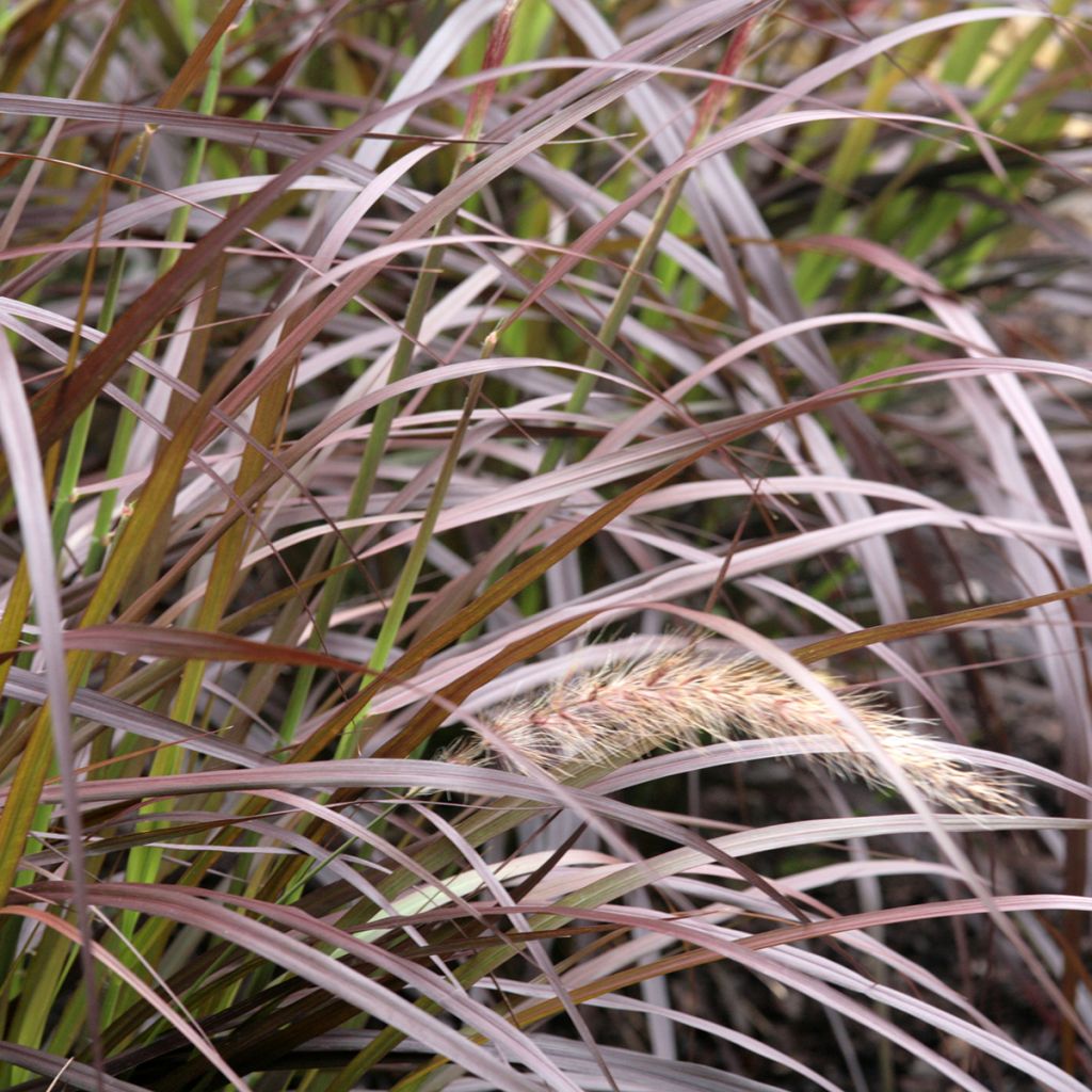 Federborstengras Rubrum - Pennisetum advena