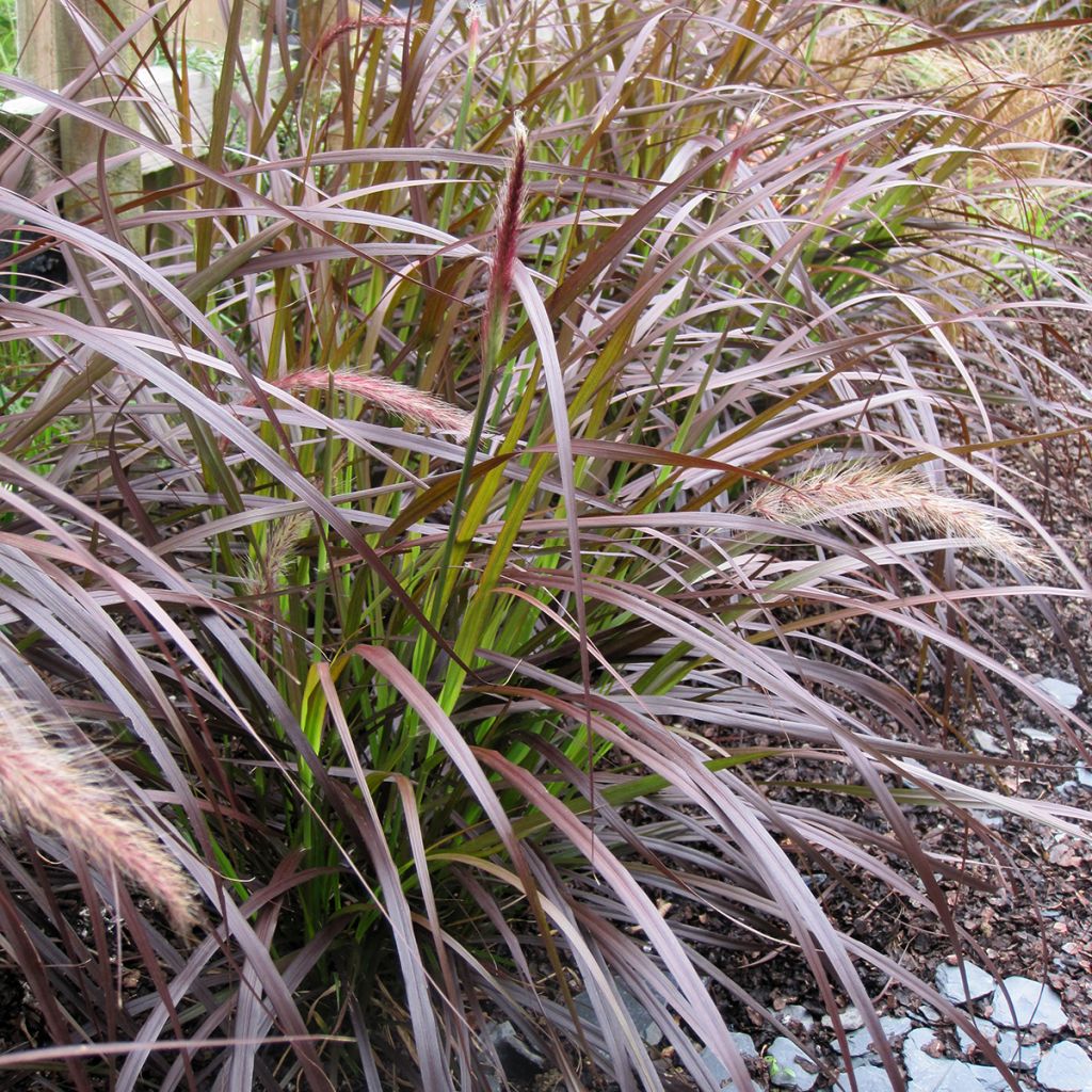 Federborstengras Rubrum - Pennisetum advena