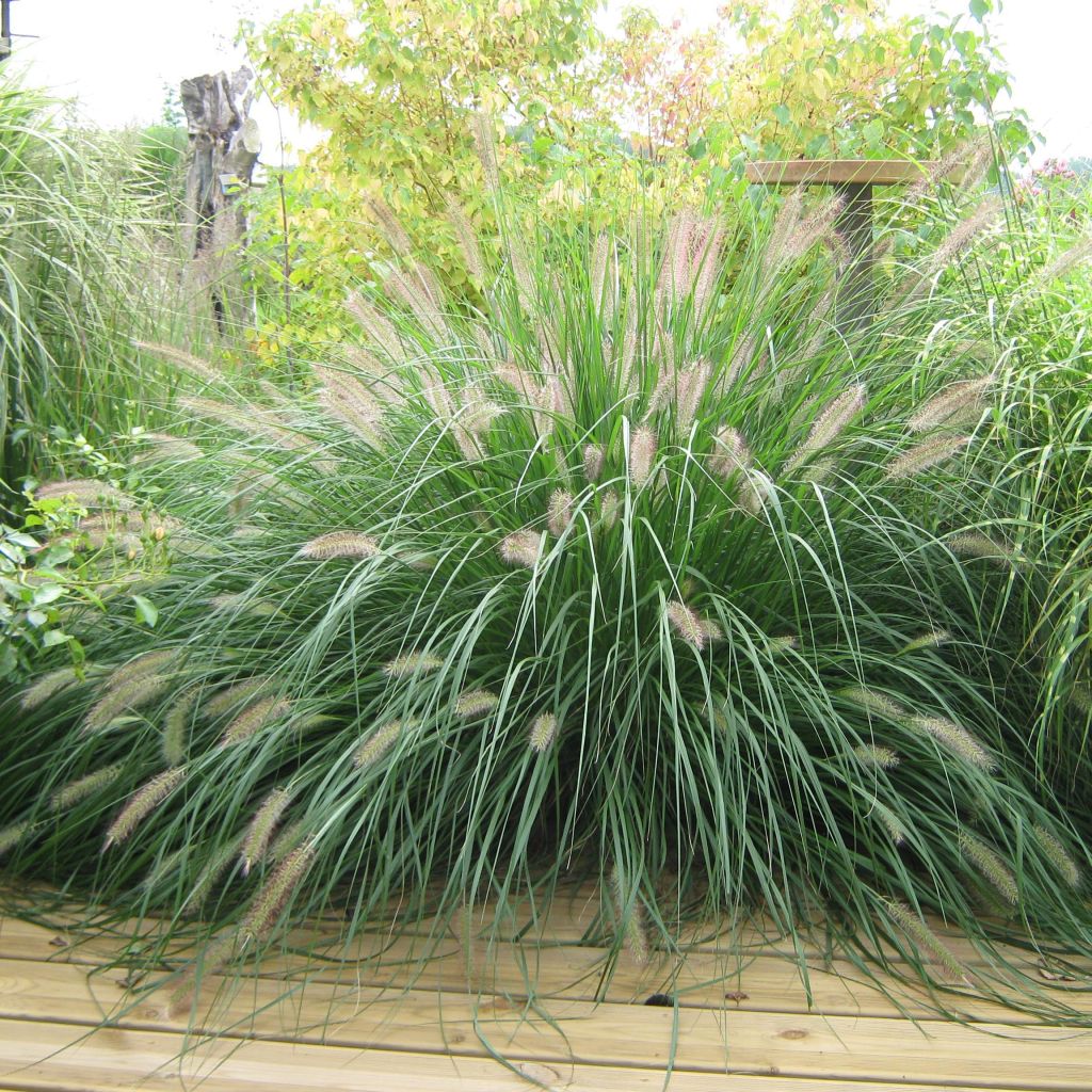 Pennisetum alopecuroïdes f. viridescens - Herbe aux écouvillons