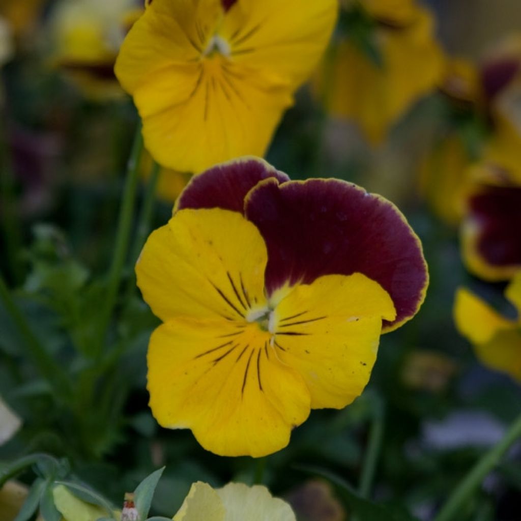 Pensée à Fleurs Moyennes Prim up Red Yellow