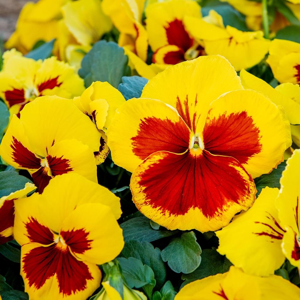 Pensée à Grandes Fleurs Prim Up Yellow Red Blotch Mini-motte - Mottes de 3,8 x 3,2 cm en plaque de culture par 16