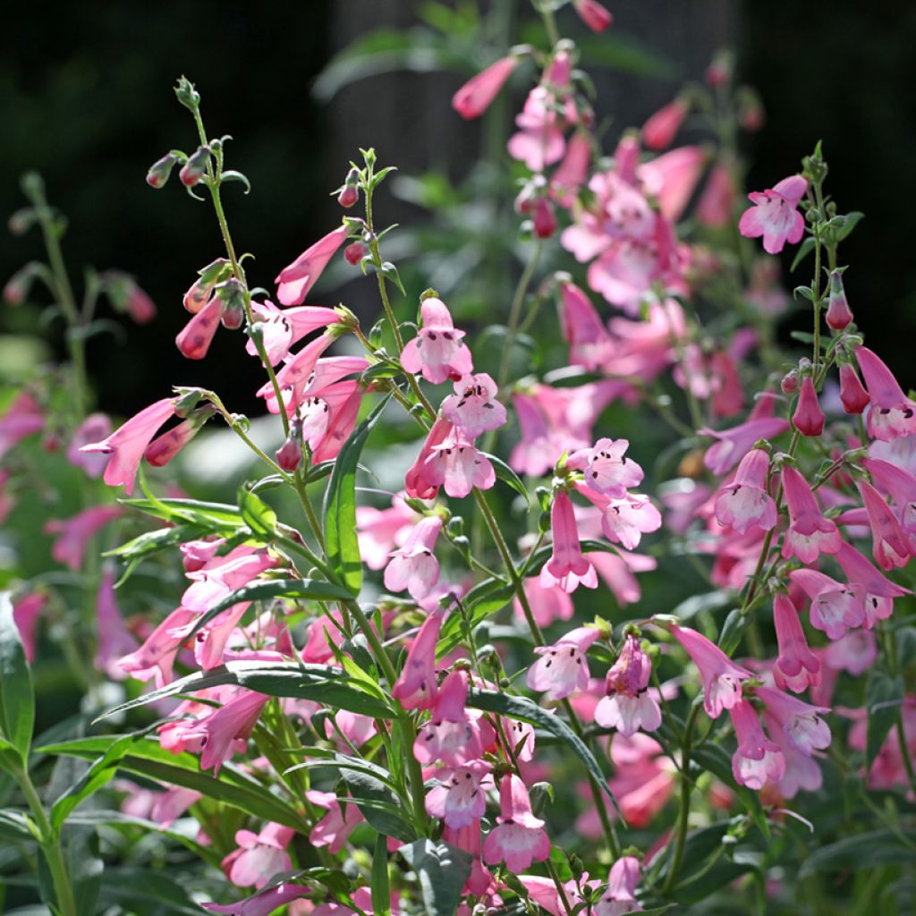 Penstemon Apple Blossom - Bartfaden