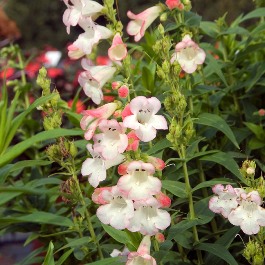 Penstemon Apple Blossom - Bartfaden