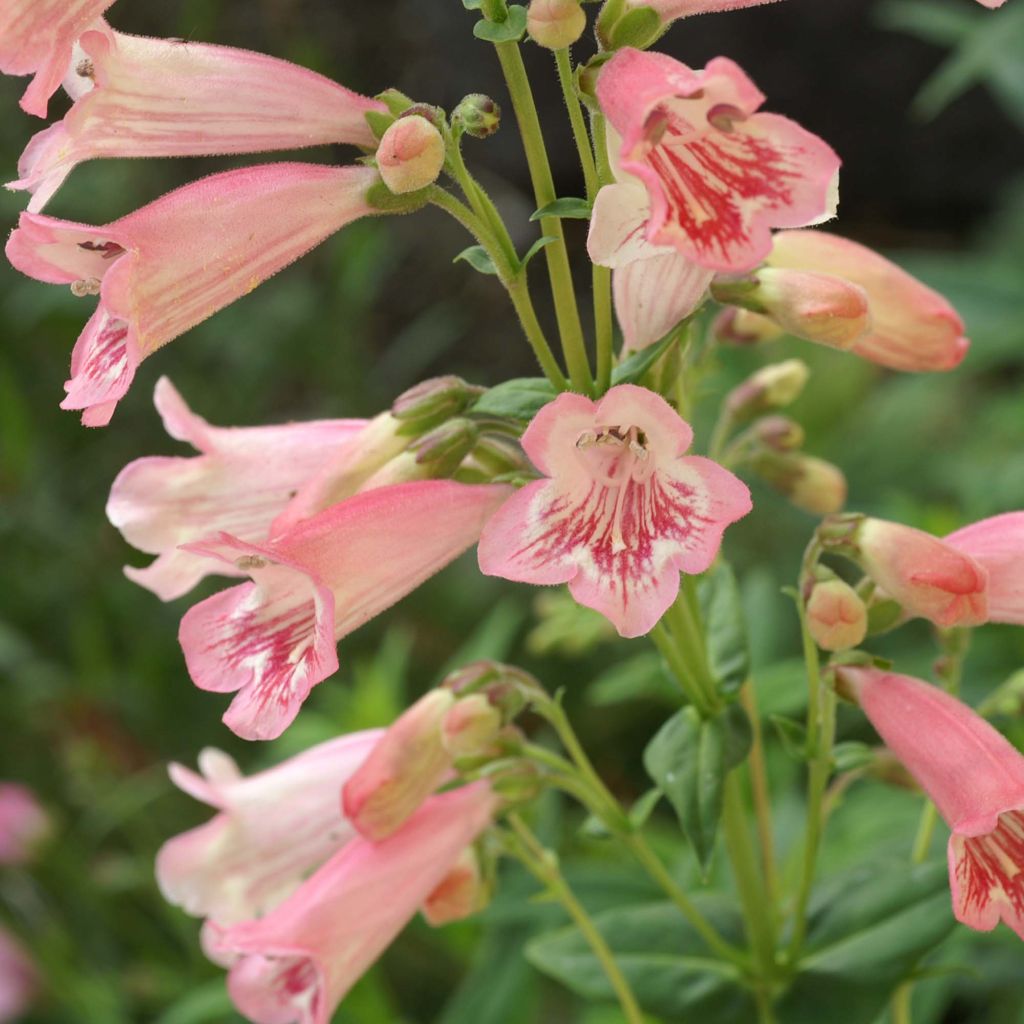 Penstemon Hewell Pink Bedder - Bartfaden