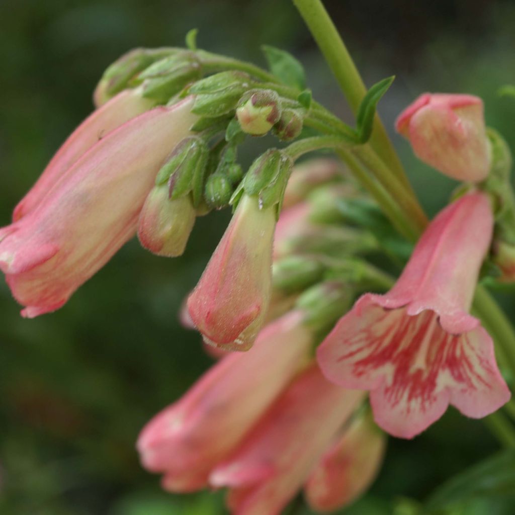 Penstemon Hewell Pink Bedder - Bartfaden