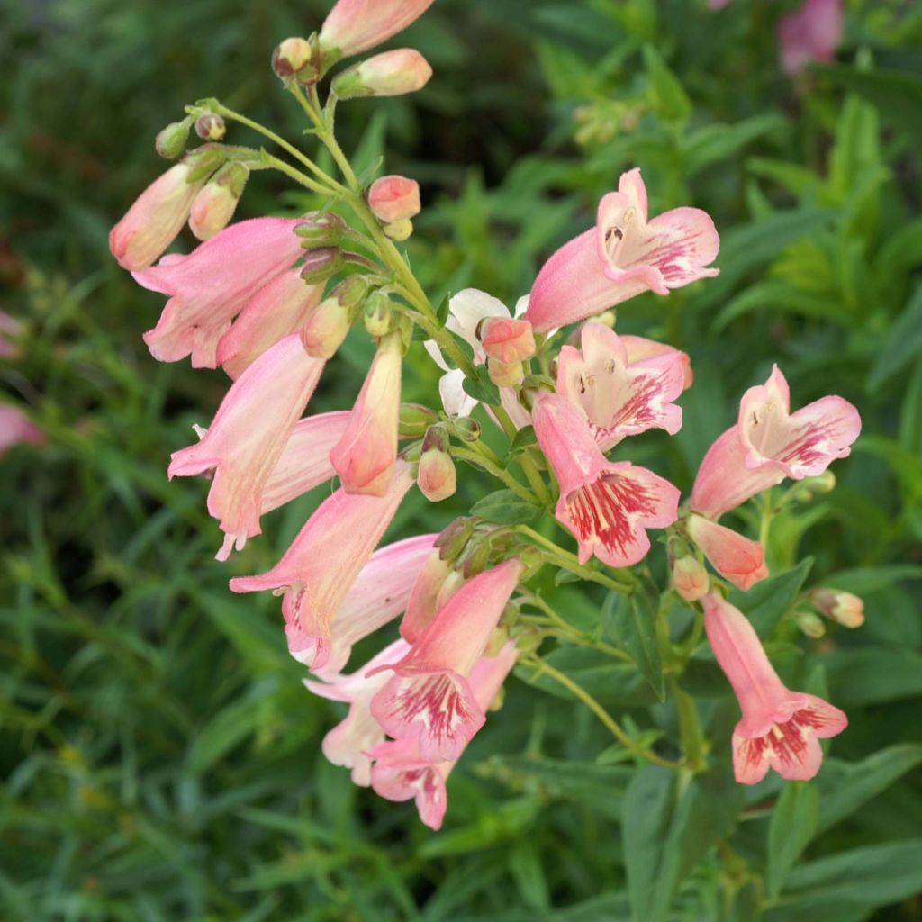 Penstemon Hewell Pink Bedder - Bartfaden