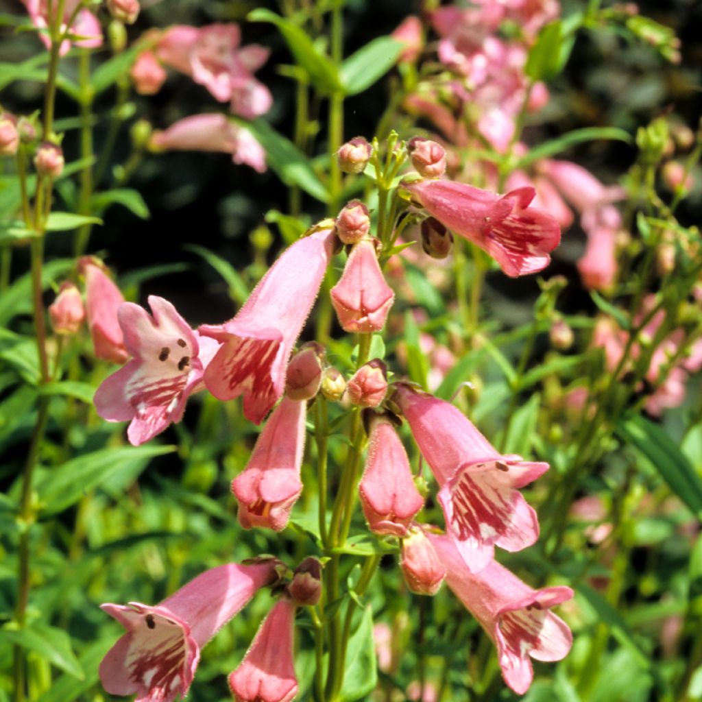 Penstemon Hewell Pink Bedder - Bartfaden