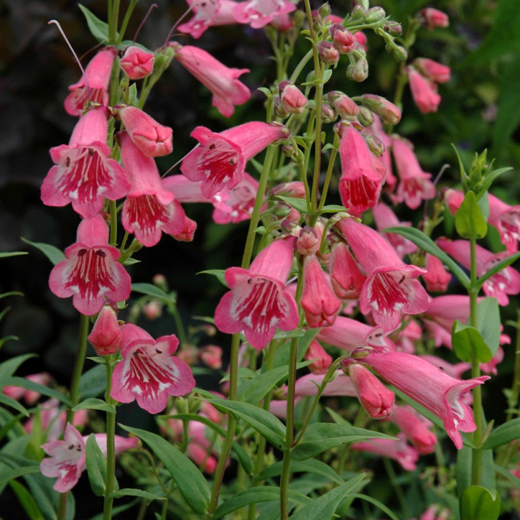 Penstemon Hewell Pink Bedder - Bartfaden