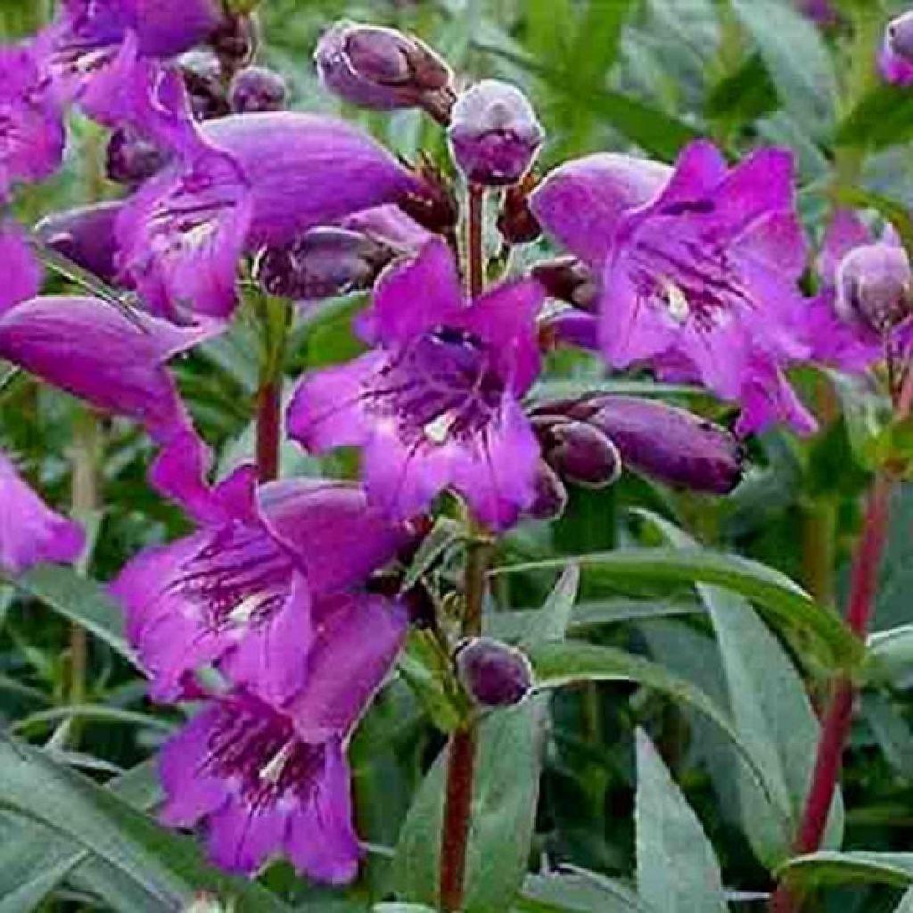 Penstemon hybride Midnight - Galane