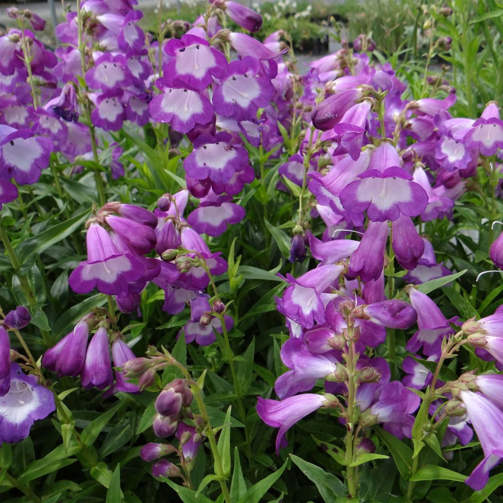 Penstemon Pensham Czar - Bartfaden