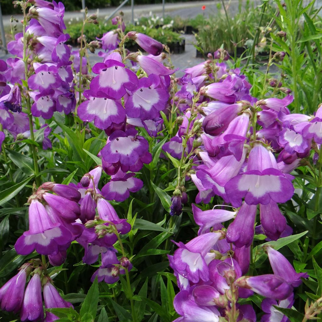 Penstemon Pensham Czar - Bartfaden